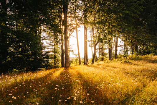 Unlocking Spiritual Growth Through Nature Connections