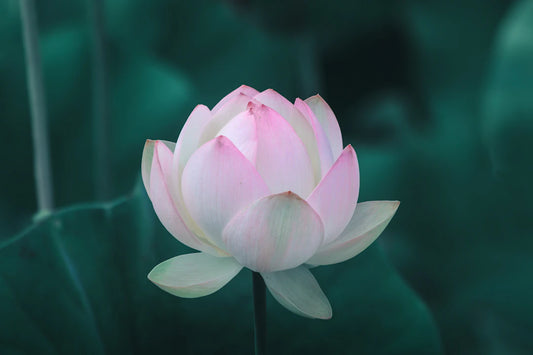 Embracing Spirituality Your Quest for Purpose