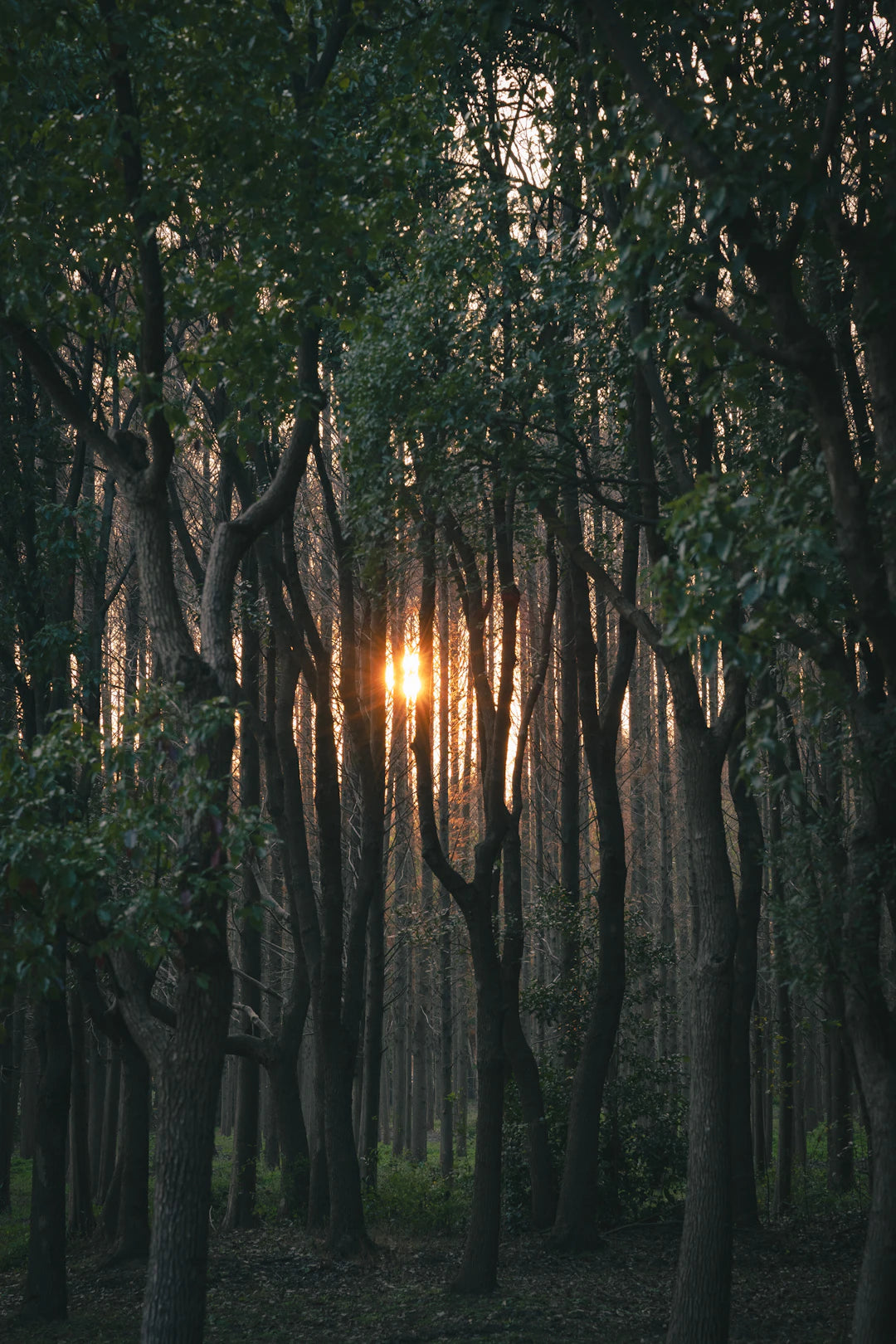 The Deep Connection Between Nature and Spirituality